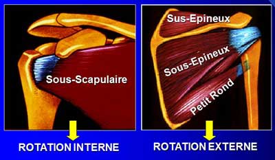 Epaule Tendon Coiffe Des Rotateurs IM2S epaule-tendon-coiffe-des-rotateurs-im2s