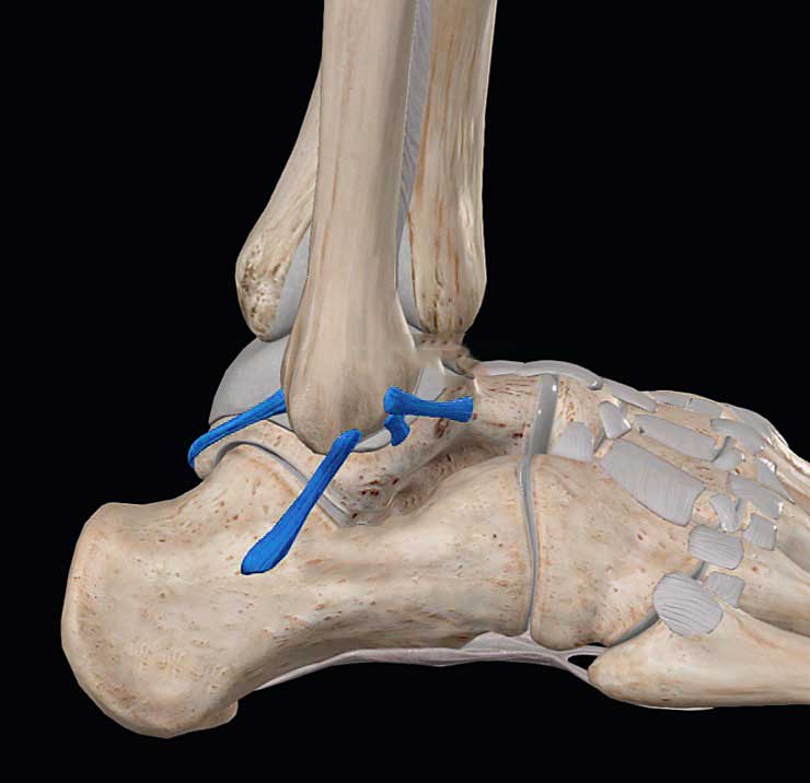 entorse-cheville-anatomie-LCL