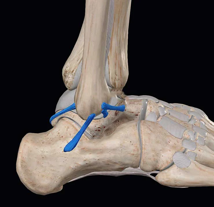 entorse-cheville-anatomie-LCL