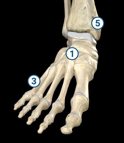 entorse-de-cheville-palpation